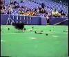 Kitty Retriever.mp4